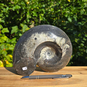 Ammonit - Echtes versteinertes Fossil - 100 Millionen Jahre alt - 20x17 cm - NR. 73