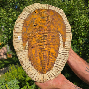 Echter Trilobit Fossil auf Matrix – Naturfund aus Marokko - handpräpariert - 29x22cm - Nr. 45