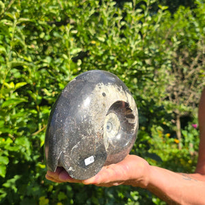 Ammonit - Echtes versteinertes Fossil - 100 Millionen Jahre alt - 20x17 cm - NR. 73