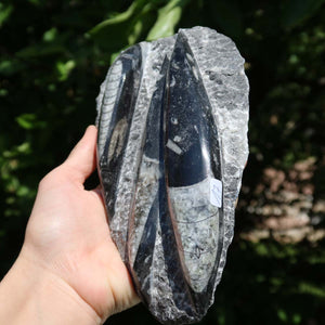 Orthoceras Fossil – 17x10cm geschliffene Platte aus Marokko - Nr. 45