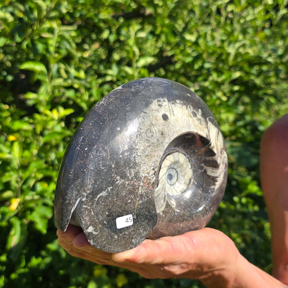 Ammonit - Echtes versteinertes Fossil - 100 Millionen Jahre alt - 20x17 cm - NR. 73