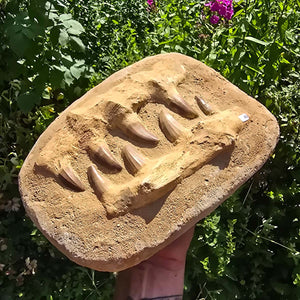 Mosasaurus Kiefer Prognathodon mit originalen Zähnen (Präpariert) – Fossil aus Marokko - 28x20cm - Nr. 45