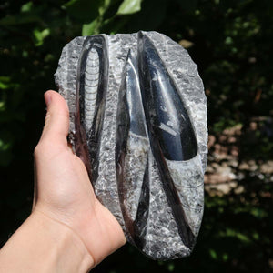 Orthoceras Fossil – 17x10cm geschliffene Platte aus Marokko - Nr. 45