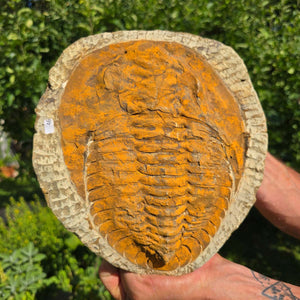 Echter Trilobit Fossil auf Matrix – Naturfund aus Marokko - handpräpariert - 24x22cm - Nr. 46
