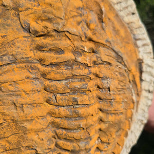 Echter Trilobit Fossil auf Matrix – Naturfund aus Marokko - handpräpariert - 24x22cm - Nr. 46