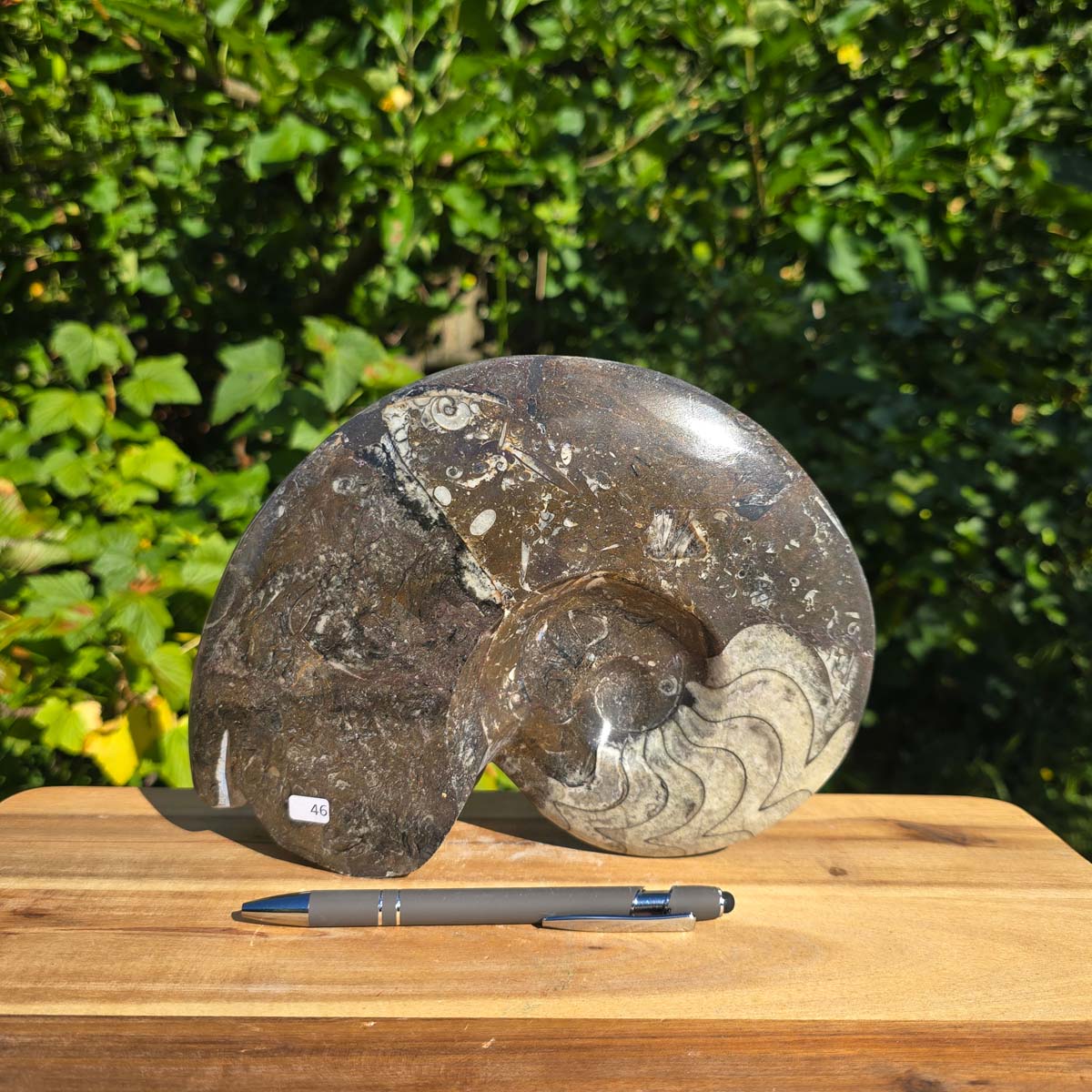 Ammonit - Echtes versteinertes Fossil - 100 Millionen Jahre alt - 24x18 cm - NR. 74