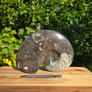 Geschliffene Schnecke mit Ammoniten und Orthoceras – 24x18 cm - Fossilienkunst aus Marokko - Nr. 74