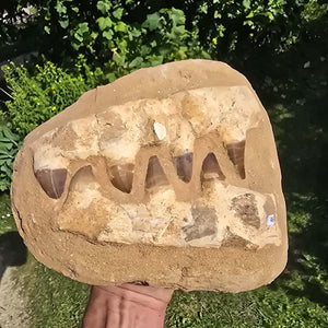 Mosasaurus Kiefer Prognathodon mit originalen Zähnen (Präpariert) – Fossil aus Marokko - 26x20cm - Nr. 46