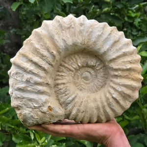 Ammonit - Echtes versteinertes Fossil - 100 Millionen Jahre alt - 26x21x11 cm - NR. 46