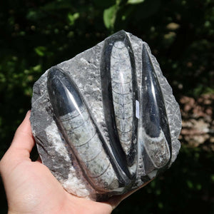 Orthoceras Fossil – 12x12cm geschliffene Platte aus Marokko - Nr. 46