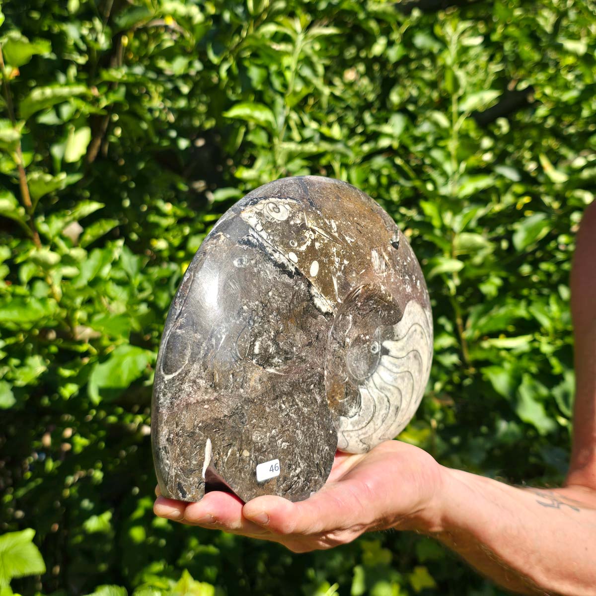 Ammonit - Echtes versteinertes Fossil - 100 Millionen Jahre alt - 24x18 cm - NR. 74