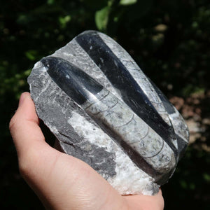 Orthoceras Fossil – 12x12cm geschliffene Platte aus Marokko - Nr. 46