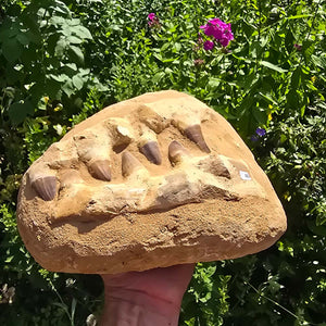 Mosasaurus Kiefer Prognathodon mit originalen Zähnen (Präpariert) – Fossil aus Marokko - 26x20cm - Nr. 46