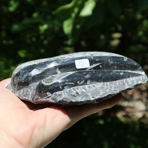 Orthoceras Fossil – 12x12cm geschliffene Platte aus Marokko - Nr. 46
