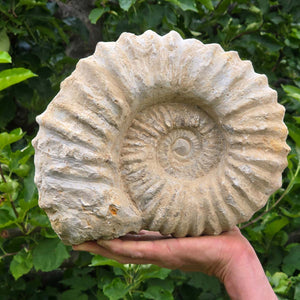 Ammonit - Echtes versteinertes Fossil - 100 Millionen Jahre alt - 26x21x11 cm - NR. 46
