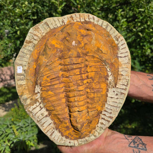 Echter Trilobit Fossil auf Matrix – Naturfund aus Marokko - handpräpariert - 28x24cm - Nr. 47
