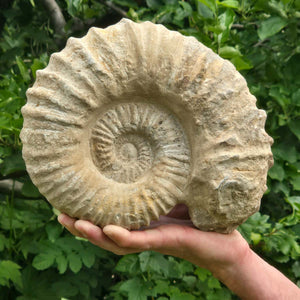 Ammonit - Echtes versteinertes Fossil - 100 Millionen Jahre alt - 24x20x10 cm - NR. 47
