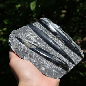 Orthoceras Fossil – 12x12cm geschliffene Platte aus Marokko - Nr. 47