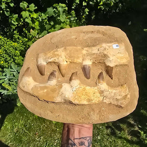 Mosasaurus Kiefer Prognathodon mit originalen Zähnen (Präpariert) – Fossil aus Marokko - 25x20cm - Nr. 48
