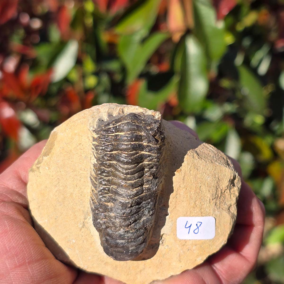 Echter Trilobit auf Muttergestein - Fossil aus Marokko – ca. 350 Mio. J., handpräpariert 7x8x4cm Nr. 48.