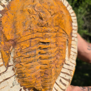 Echter Trilobit Fossil auf Matrix – Naturfund aus Marokko - handpräpariert - 25x21cm - Nr. 48