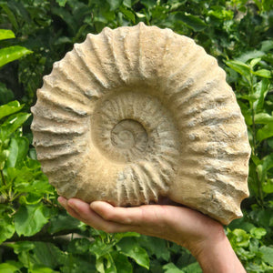 Ammonit - Echtes versteinertes Fossil - 100 Millionen Jahre alt - 26x22x10 cm - NR. 48
