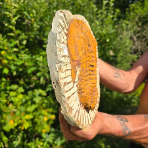 Echter Trilobit Fossil auf Matrix – Naturfund aus Marokko - handpräpariert - 25x21cm - Nr. 48