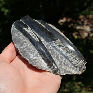 Orthoceras Fossil – 12x11cm geschliffene Platte aus Marokko - Nr. 48
