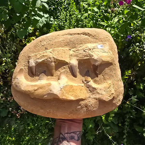 Mosasaurus Kiefer Prognathodon mit originalen Zähnen (Präpariert) – Fossil aus Marokko - 25x20cm - Nr. 48