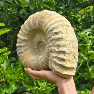 Ammonit - Echtes versteinertes Fossil - 100 Millionen Jahre alt - 26x22x10 cm - NR. 48