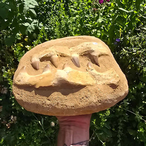 Mosasaurus Kiefer Prognathodon mit originalen Zähnen (Präpariert) – Fossil aus Marokko - 25x20cm - Nr. 48