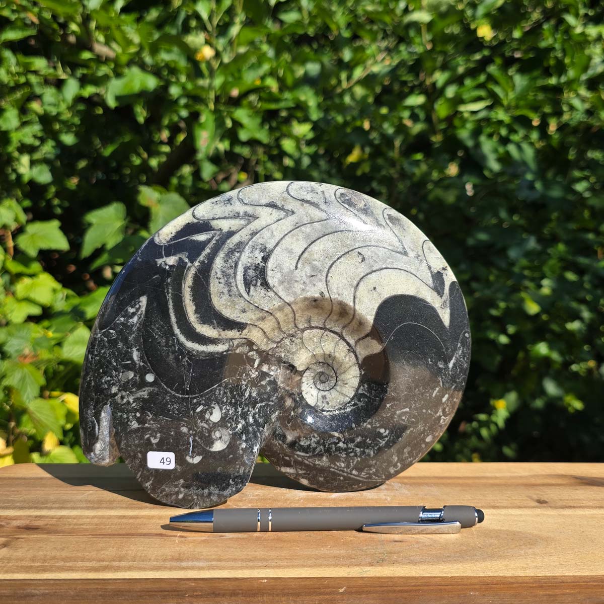 Ammonit - Echtes versteinertes Fossil - 100 Millionen Jahre alt - 21x17 cm - NR. 77