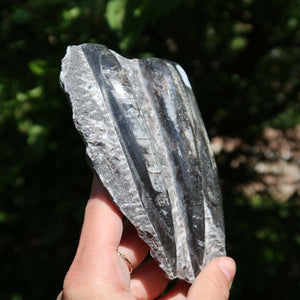 Orthoceras Fossil – 12x9cm geschliffene Platte aus Marokko - Nr. 49