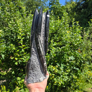 Geschliffene Freiform (Turm) mit Ammoniten und Orthoceras – 32x10x7cm - Nr. 49