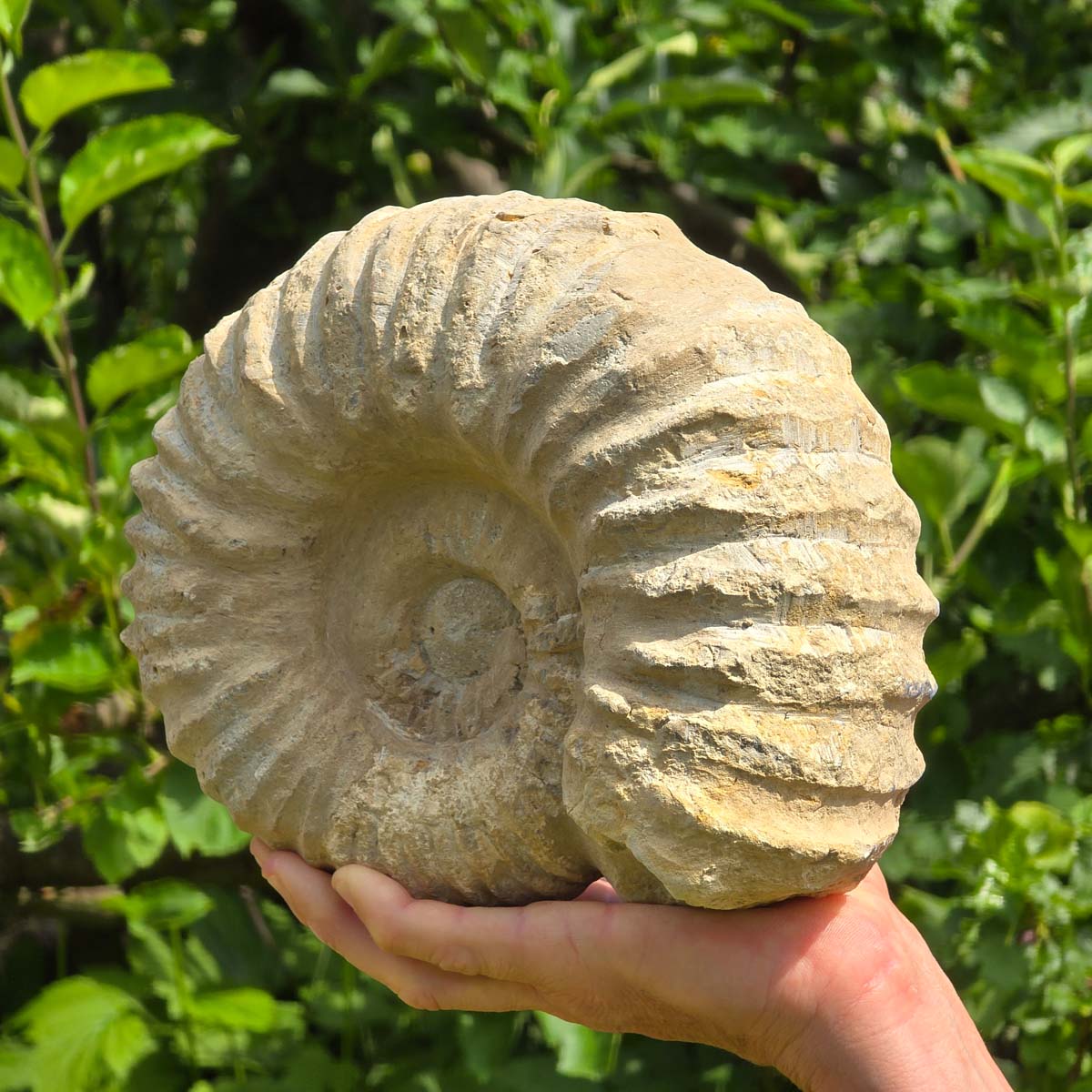 Ammonit - Echtes versteinertes Fossil - 100 Millionen Jahre alt - 24x20x10 cm - NR. 49