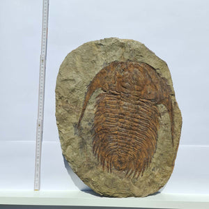 Echter Trilobit Fossil auf Matrix – Naturfund aus Marokko - handpräpariert - 48x37cm - Nr. 4