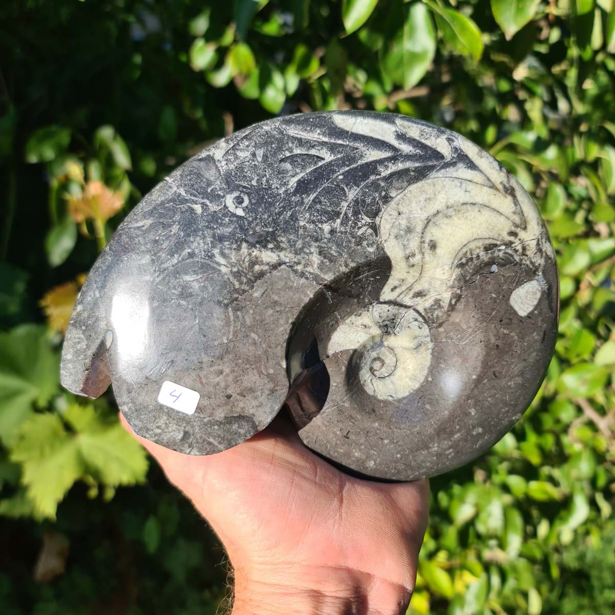 Ammonit - Echtes versteinertes Fossil - 100 Millionen Jahre alt - 19x15 cm - NR. 43
