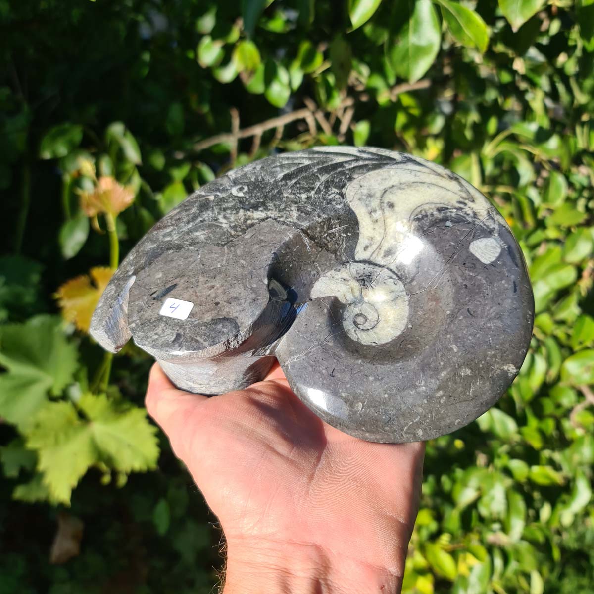 Ammonit - Echtes versteinertes Fossil - 100 Millionen Jahre alt - 19x15 cm - NR. 43