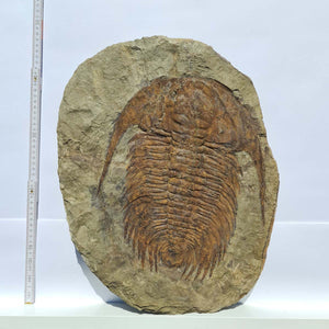 Echter Trilobit Fossil auf Matrix – Naturfund aus Marokko - handpräpariert - 48x37cm - Nr. 4