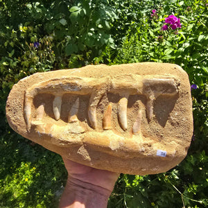 Mosasaurier Kiefer mit originalen Zähnen (Präpariert) – Fossil aus Marokko - 27x17cm - Nr. 4