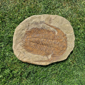 Echter Trilobit Fossil auf Matrix – Naturfund aus Marokko - handpräpariert - 48x37cm - Nr. 4