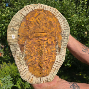 Echter Trilobit Fossil auf Matrix – Naturfund aus Marokko - handpräpariert - 29x22cm - Nr. 50