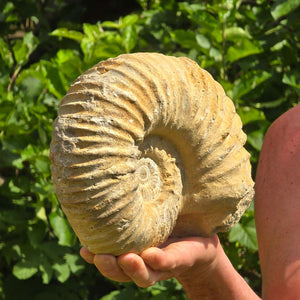 Ammonit - Echtes versteinertes Fossil - 100 Millionen Jahre alt - 24x18x10 cm - NR. 50