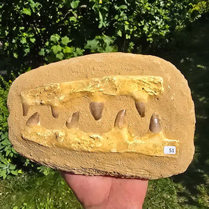 Mosasaurus Kiefer Prognathodon mit originalen Zähnen (Präpariert) – Fossil aus Marokko - 23x15cm - Nr. 51