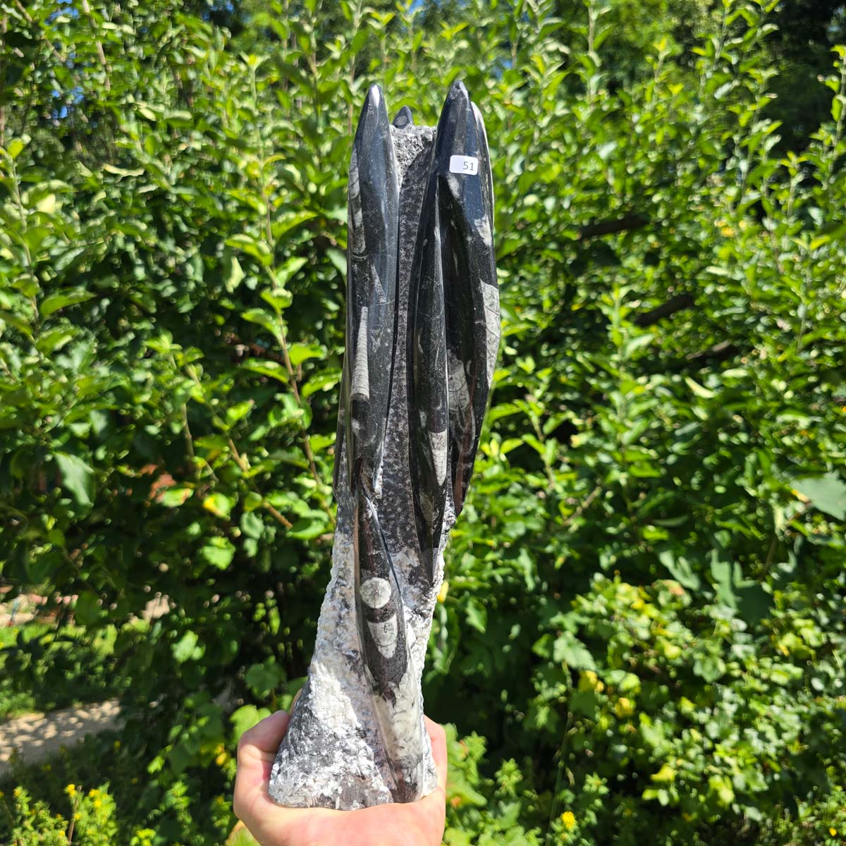 Geschliffene Freiform (Turm) mit Ammoniten und Orthoceras – 37x9x6cm - Nr. 51