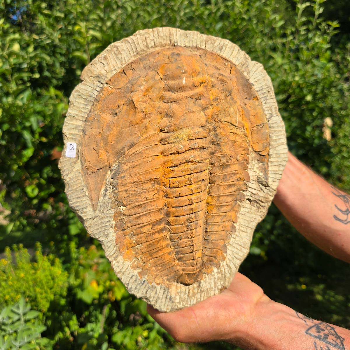 Echter Trilobit Fossil auf Matrix – Naturfund aus Marokko - handpräpariert - 27x22cm - Nr. 52