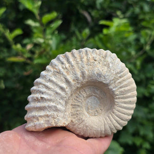 Ammonit - Echtes versteinertes Fossil - 100 Millionen Jahre alt - 10x8x5 cm - NR. 52
