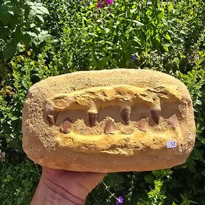 Mosasaurus Kiefer Prognathodon mit originalen Zähnen (Präpariert) – Fossil aus Marokko - 23x14cm - Nr. 52