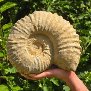 Ammonit - Echtes versteinertes Fossil - 100 Millionen Jahre alt - 25x21x9 cm - NR. 53
