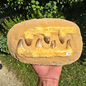 Mosasaurus Kiefer Prognathodon mit originalen Zähnen (Präpariert) – Fossil aus Marokko - 25x16cm - Nr. 53
